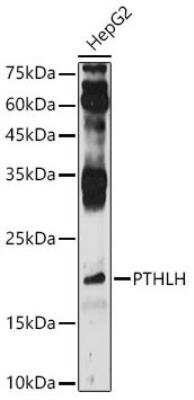 Western Blot: PTHLH/PTHrP AntibodyBSA Free [NBP2-94646]