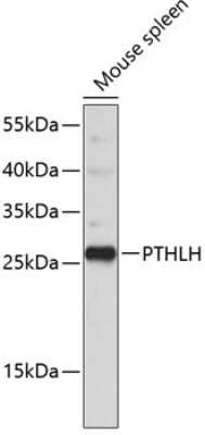 Western Blot: PTHLH/PTHrP AntibodyBSA Free [NBP3-03168]