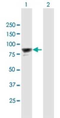 Western Blot: PTIP Antibody [H00022976-B01P]