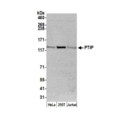 Western Blot: PTIP Antibody [NB100-577]