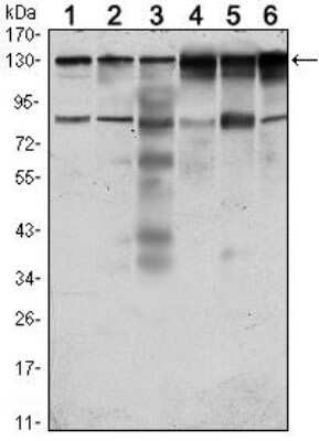 Western Blot: PTK7/CCK4 Antibody (4F9)BSA Free [NBP1-51633]