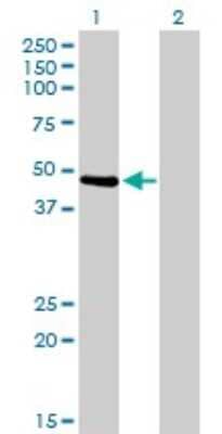 Western Blot: PTK9 Antibody (1D12) [H00005756-M05]