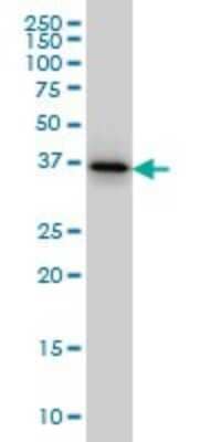 Western Blot: PTK9 Antibody (1E2) [H00005756-M02]