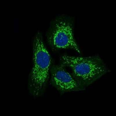 Immunocytochemistry/ Immunofluorescence: PTK9 Antibody (7C11) - BSA Free [NBP2-37456]