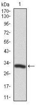 Western Blot: PTK9 Antibody (7C11)BSA Free [NBP2-37456]
