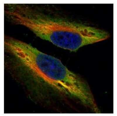 Immunocytochemistry/ Immunofluorescence: PTK9 Antibody [NBP1-33132]