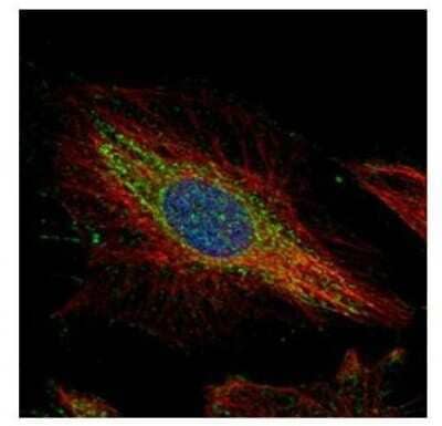 Immunocytochemistry/ Immunofluorescence: PTK9 Antibody [NBP2-20001]