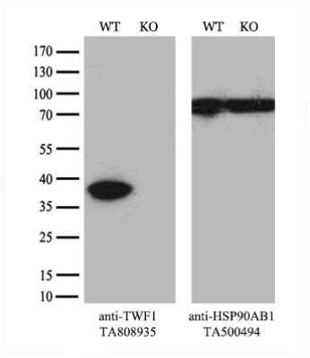 Western Blot: PTK9 Antibody (OTI5C12)Azide and BSA Free [NBP2-73710]