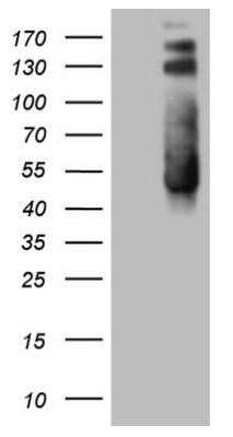 Western Blot: PTK9 Antibody (OTI5C12)Azide and BSA Free [NBP2-73710]