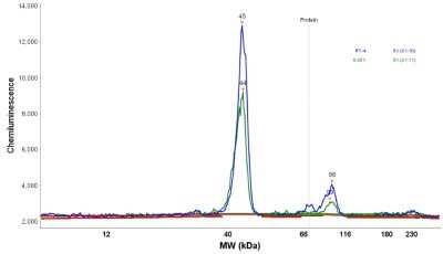 Simple Western: PTK9 Antibody [NBP1-90297]