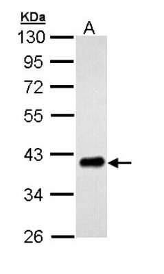 Western Blot: PTK9 Antibody [NBP1-33132]