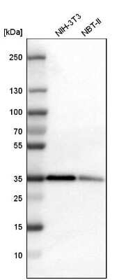 Western Blot: PTK9 Antibody [NBP1-90297]