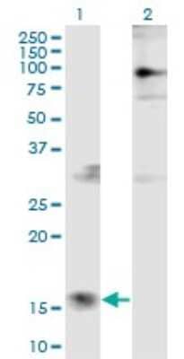 Western Blot: PTMS Antibody (2D3) [H00005763-M10]