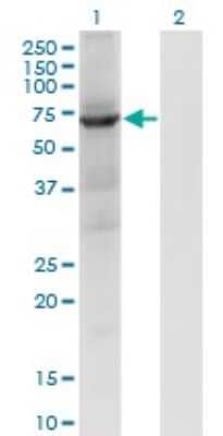 Western Blot: PTP-MEG2/PTPN9 Antibody (2F12) [H00005780-M04]