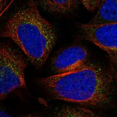 Immunocytochemistry/ Immunofluorescence: PTP-MEG2/PTPN9 Antibody [NBP1-81243]