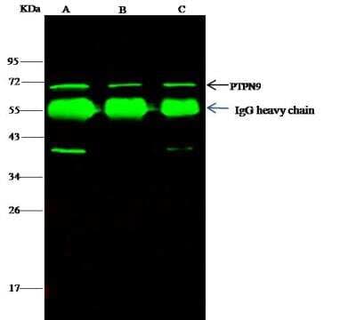 Immunoprecipitation: PTP-MEG2/PTPN9 Antibody [NBP3-12800]