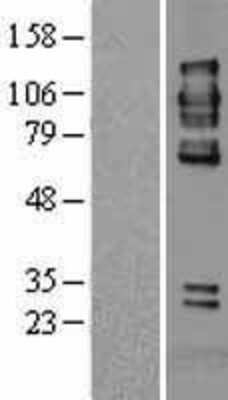 Western Blot: PTP alpha/PTPRA Overexpression Lysate [NBL1-14979]