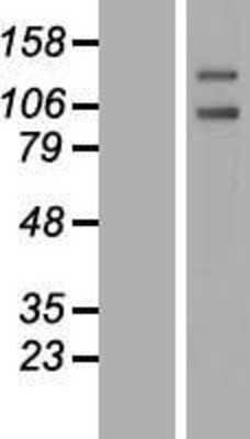 Western Blot: PTP alpha/PTPRA Overexpression Lysate [NBL1-14980]