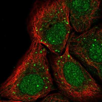 Immunocytochemistry/ Immunofluorescence: PTP alpha/PTPRA Antibody [NBP2-57255]