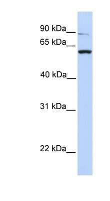 Western Blot: PTP alpha/PTPRA Antibody [NBP1-62456]