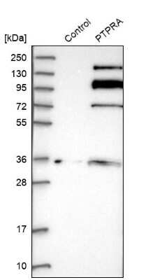 Western Blot: PTP alpha/PTPRA Antibody [NBP1-89683]