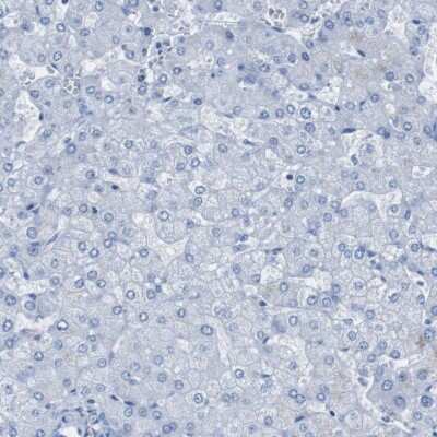 Immunohistochemistry-Paraffin: PTP beta/zeta/PTPRZ Antibody [NBP1-80916]