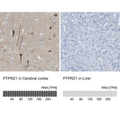 Immunohistochemistry-Paraffin: PTP beta/zeta/PTPRZ Antibody [NBP1-80916]