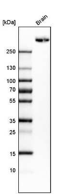 Western Blot: PTP beta/zeta/PTPRZ Antibody [NBP1-80916]