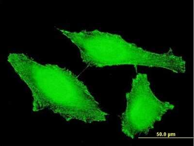 Immunocytochemistry/ Immunofluorescence: PTP epsilon Antibody (2D10) [H00005791-M04]