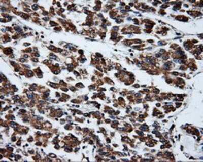 Immunohistochemistry-Paraffin: PTP epsilon Antibody (OTI5F2) [NBP2-02374]