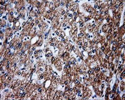 Immunohistochemistry-Paraffin: PTP epsilon Antibody (OTI5F2) [NBP2-02374]