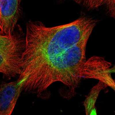 Immunocytochemistry/ Immunofluorescence: PTP epsilon Antibody [NBP1-87189]