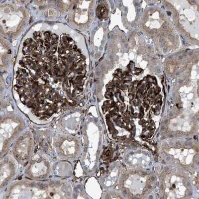 Immunohistochemistry-Paraffin: PTP epsilon Antibody [NBP1-87189]