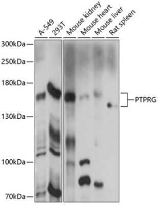 Western Blot: PTP gamma/PTPRG AntibodyAzide and BSA Free [NBP2-93896]