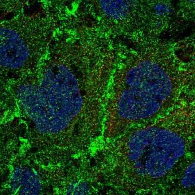 Immunocytochemistry/ Immunofluorescence: PTP mu/PTPRM Antibody [NBP2-54929]