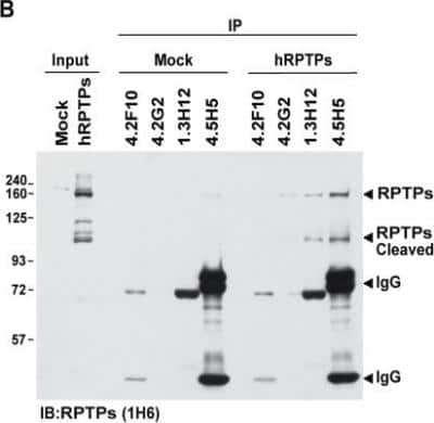 Immunoprecipitation: PTP sigma/PTPRS Antibody (1H6) [H00005802-M01]