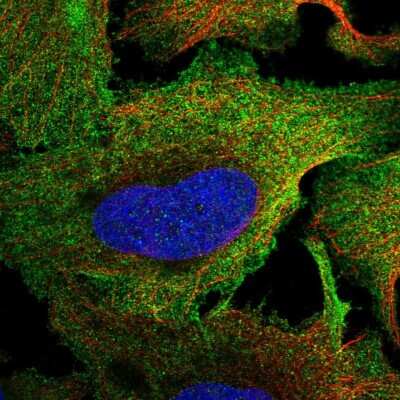 Immunocytochemistry/ Immunofluorescence: PTP sigma/PTPRS Antibody [NBP2-55570]