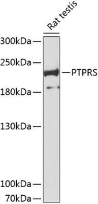 Western Blot: PTP sigma/PTPRS AntibodyAzide and BSA Free [NBP2-92999]