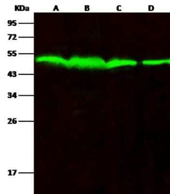 Western Blot: PTP1B/PTPN1 Antibody (226) [NBP2-89400]