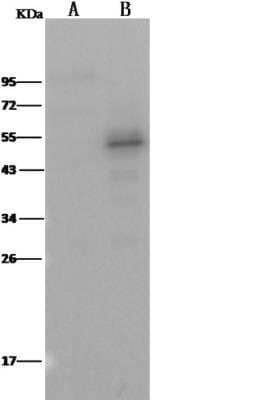 Western Blot: PTP1B/PTPN1 Antibody (226) [NBP2-89400]