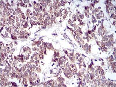 Immunohistochemistry-Paraffin: PTP1B/PTPN1 Antibody (4F8F11) - BSA Free [NBP2-52543]
