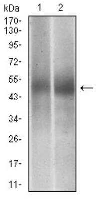 Western Blot: PTP1B/PTPN1 Antibody (4F8F11)BSA Free [NBP2-52543]