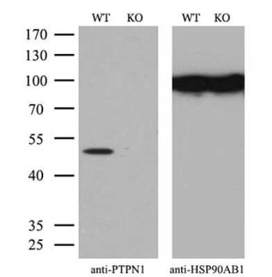 Knockout Validated: PTP1B/PTPN1 Antibody (OTI1D10) - Azide and BSA Free [NBP2-73729]