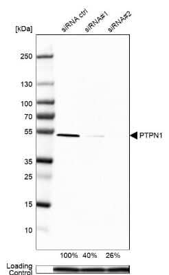 Western Blot: PTP1B/PTPN1 Antibody [NBP1-87191]