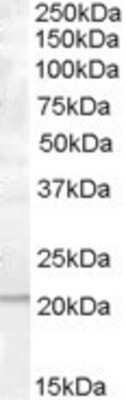 Western Blot: PTP4A1 Antibody [NB100-93524]