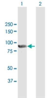 Western Blot: PTPDC1 Antibody [H00138639-B01P]