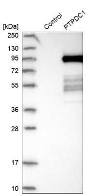 Western Blot: PTPDC1 Antibody [NBP1-81949]