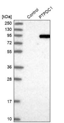 Western Blot: PTPDC1 Antibody [NBP1-81950]