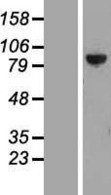 Western Blot: PTPDC1 Overexpression Lysate [NBL1-14963]