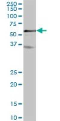 Western Blot: PTPIP51 Antibody [H00055177-B01P]